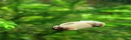 Snails fish for sale: Snails true fresh water nerite  - Advert 5