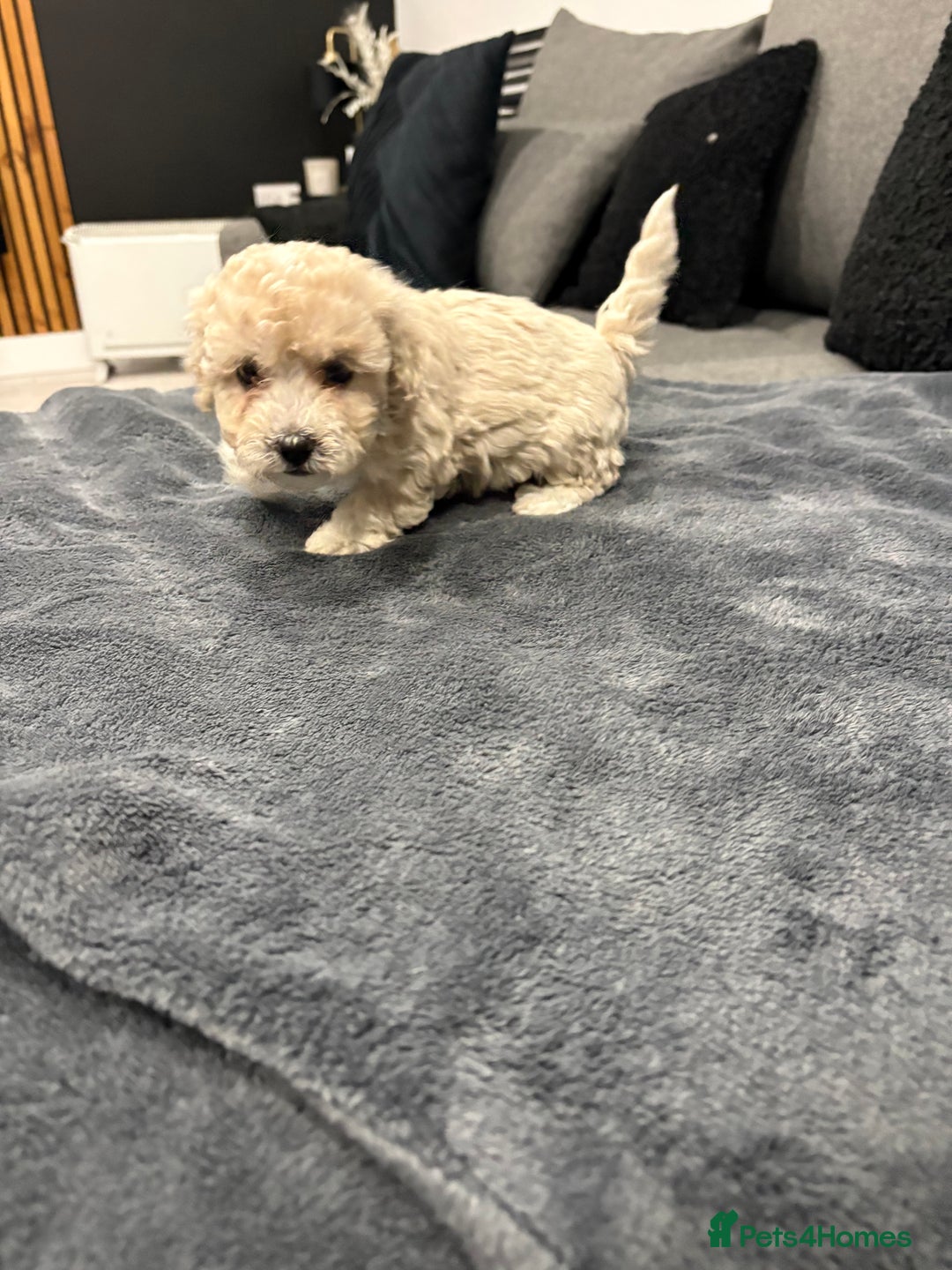 Maltipoo dogs for sale: Stunning maltipoo puppies   - Advert 7