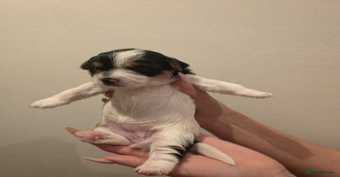 Yorkshire Terrier dogs - Advert 4