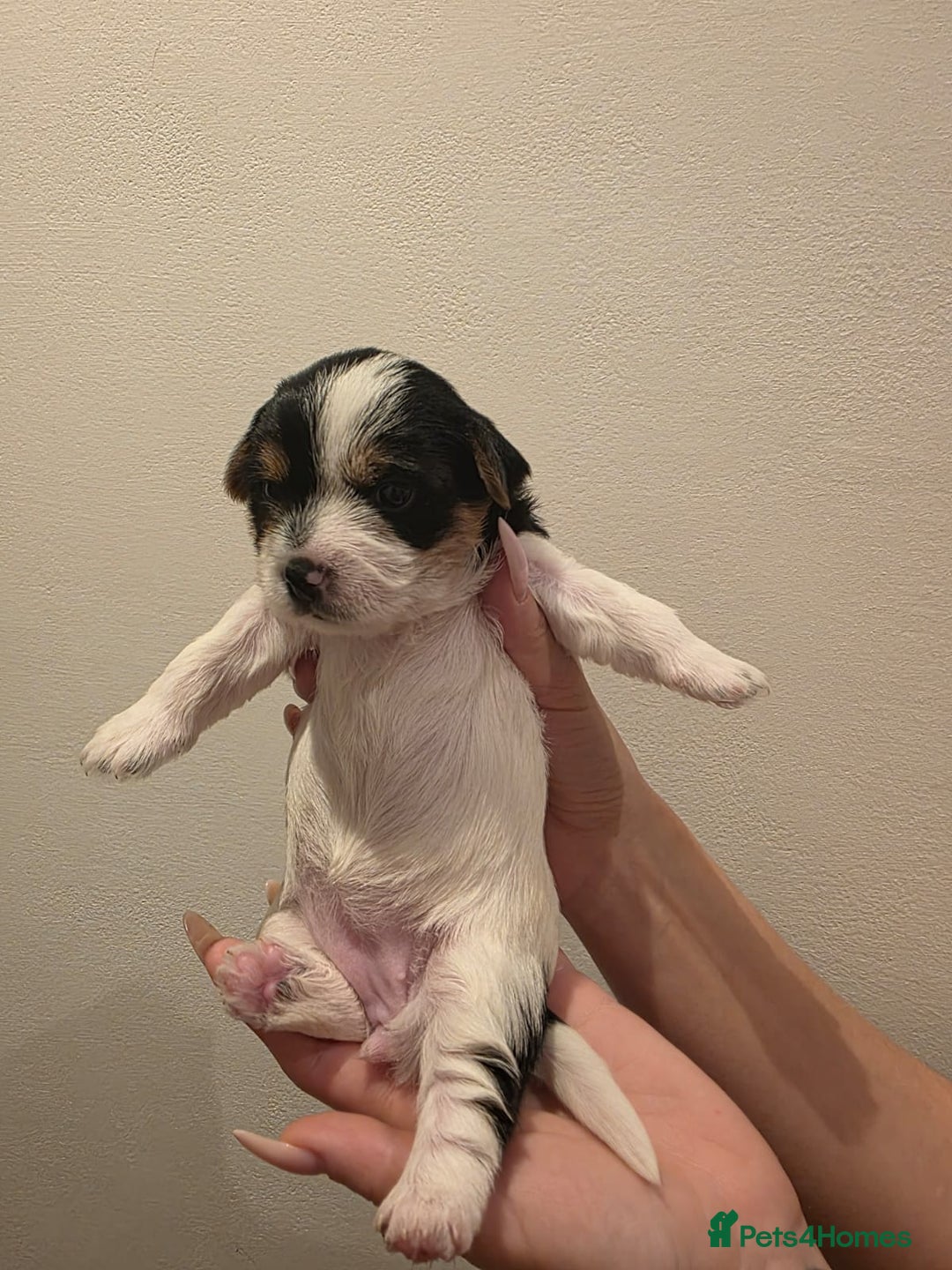 Yorkshire Terrier dogs for sale: Yorkies puppies for sale - Image 3