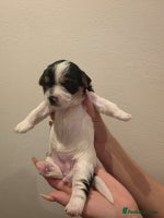 Yorkshire Terrier dogs - Advert 4