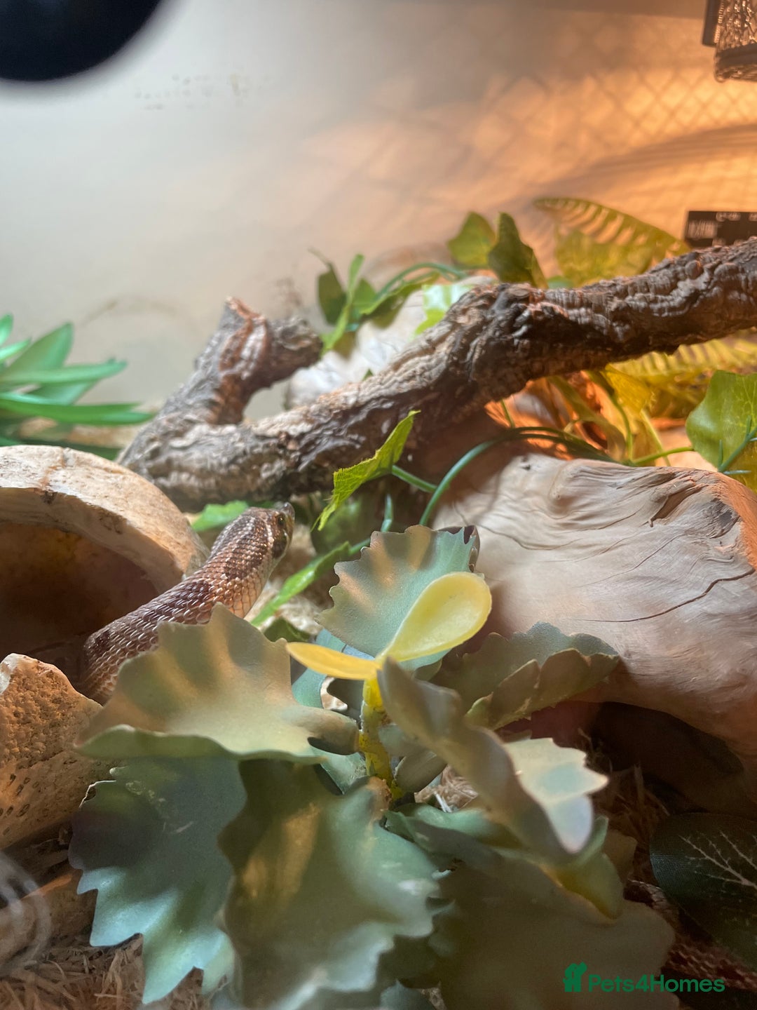 Snake reptiles for sale: Western hognose 3 years old with full setup. - Image 7