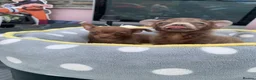 Chihuahua dogs for sale: Litter of chihuahua puppies ready to leave now  - Advert 3