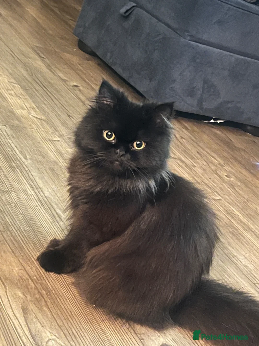 Persian cats for sale: Female Persian 1 year old in Aylesbury - Advert 2