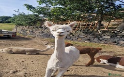Alpaca livestock for sale: Sad Sale of 5 Females - Image 4