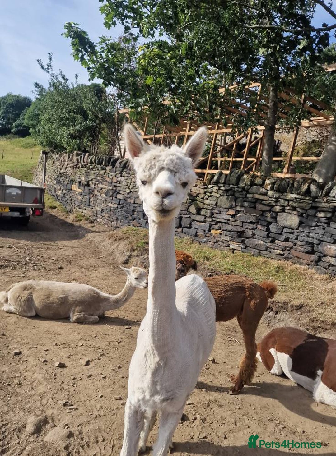 Alpaca livestock for sale: Sad Sale of 5 Females - Image 4