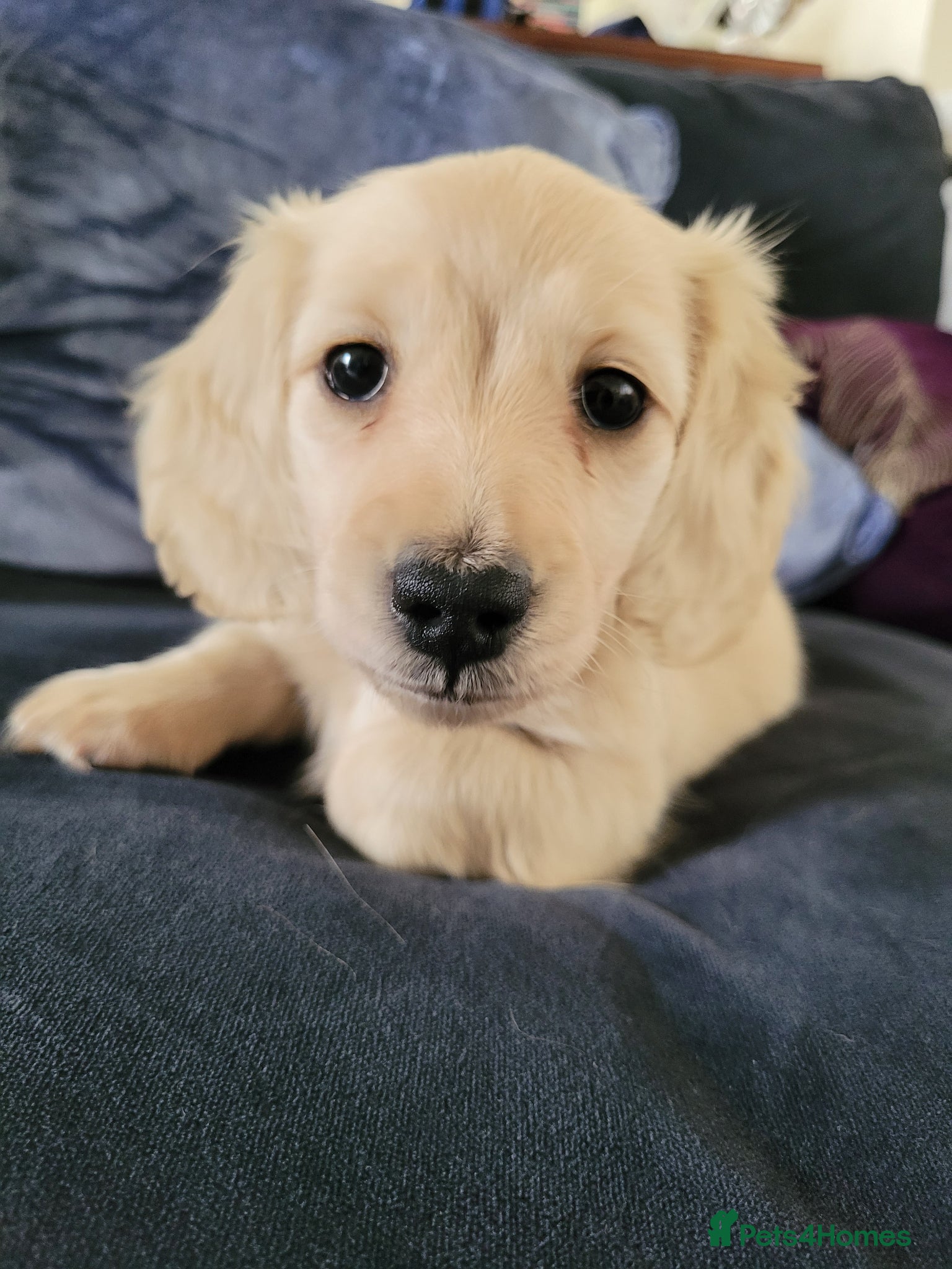 Miniature Dachshund dogs KC long haired cream female mini dax - Advert 1
