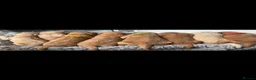 Goldendoodle dogs for sale: 🐾 8 beautiful goldendoodle pups 🐾 - Advert 33