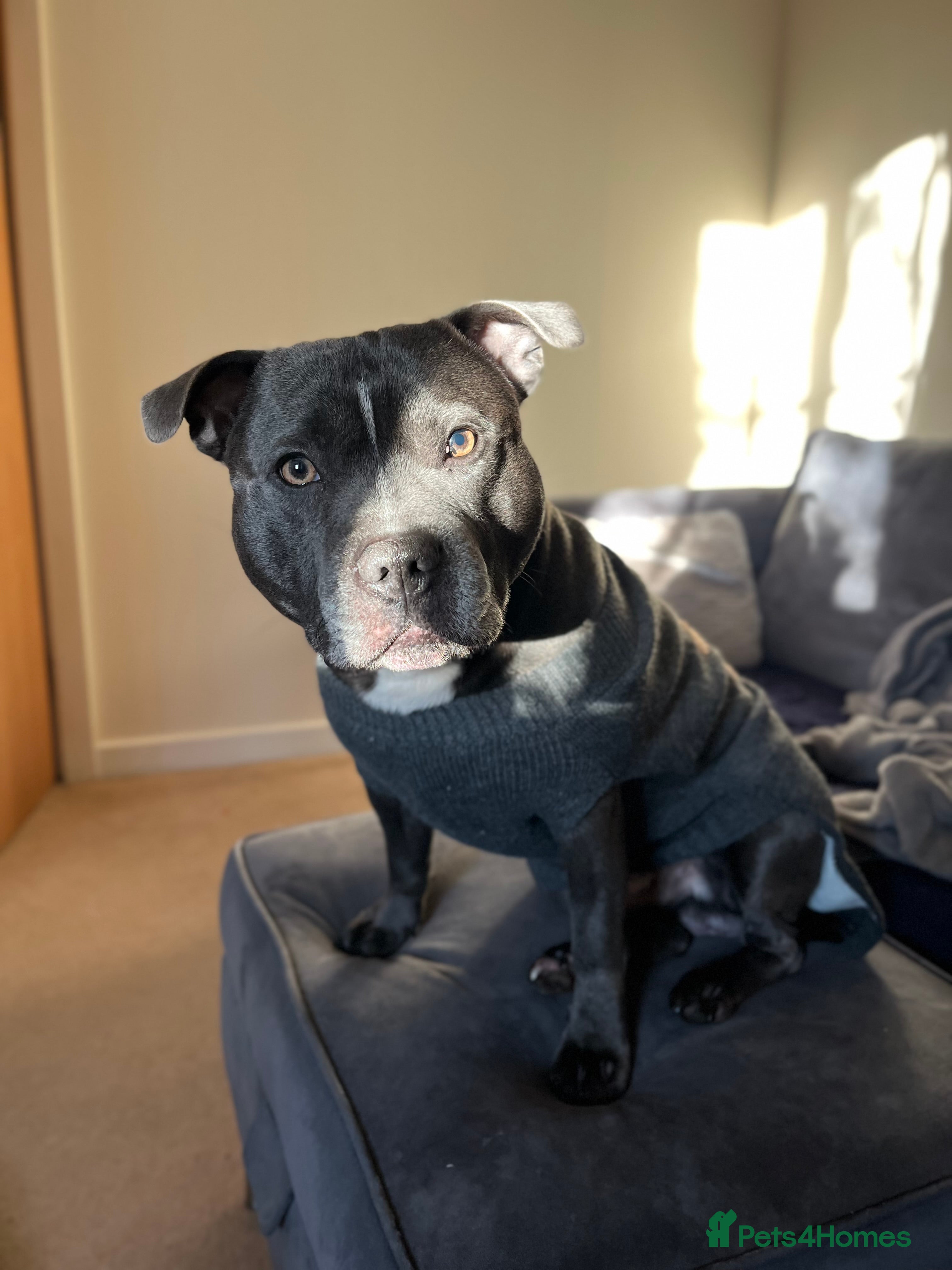 Staffordshire Bull Terrier dogs BLUE Staffy boy is ready for stud  - Advert 3