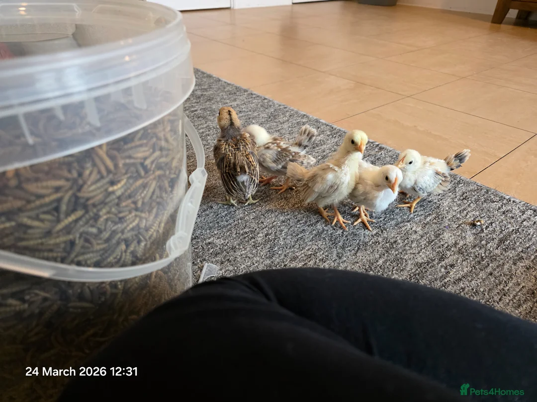 Chickens poultry for sale: Serama chicks in Cowbridge - Advert 2