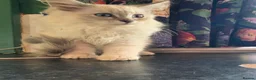 Mixed Breed cats for sale: Super fluffy ragdoll kittens. Cuddly teddy bears - Advert 10