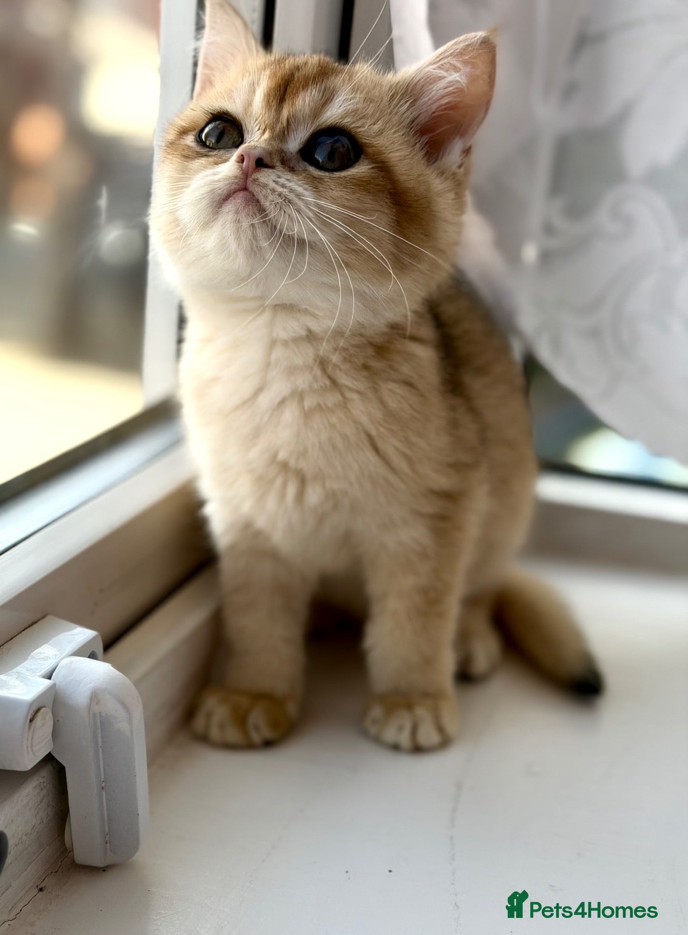 British Shorthair cats Golden odd eye BSH kitten - Advert 4