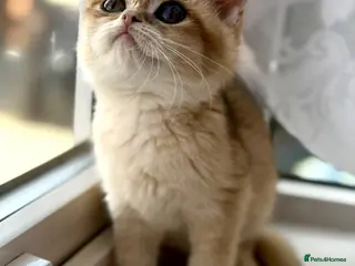 British Shorthair cats Golden odd eye BSH kitten - Advert 4