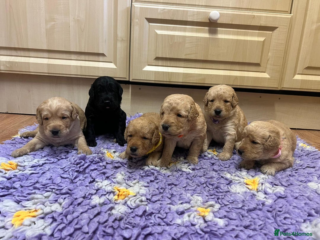 Labradoodle dogs for sale: Gorgeous labradoodle puppies - Advert 1