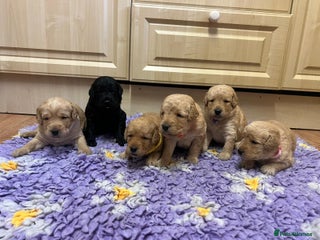 Labradoodle dogs Gorgeous labradoodle puppies - Advert 1