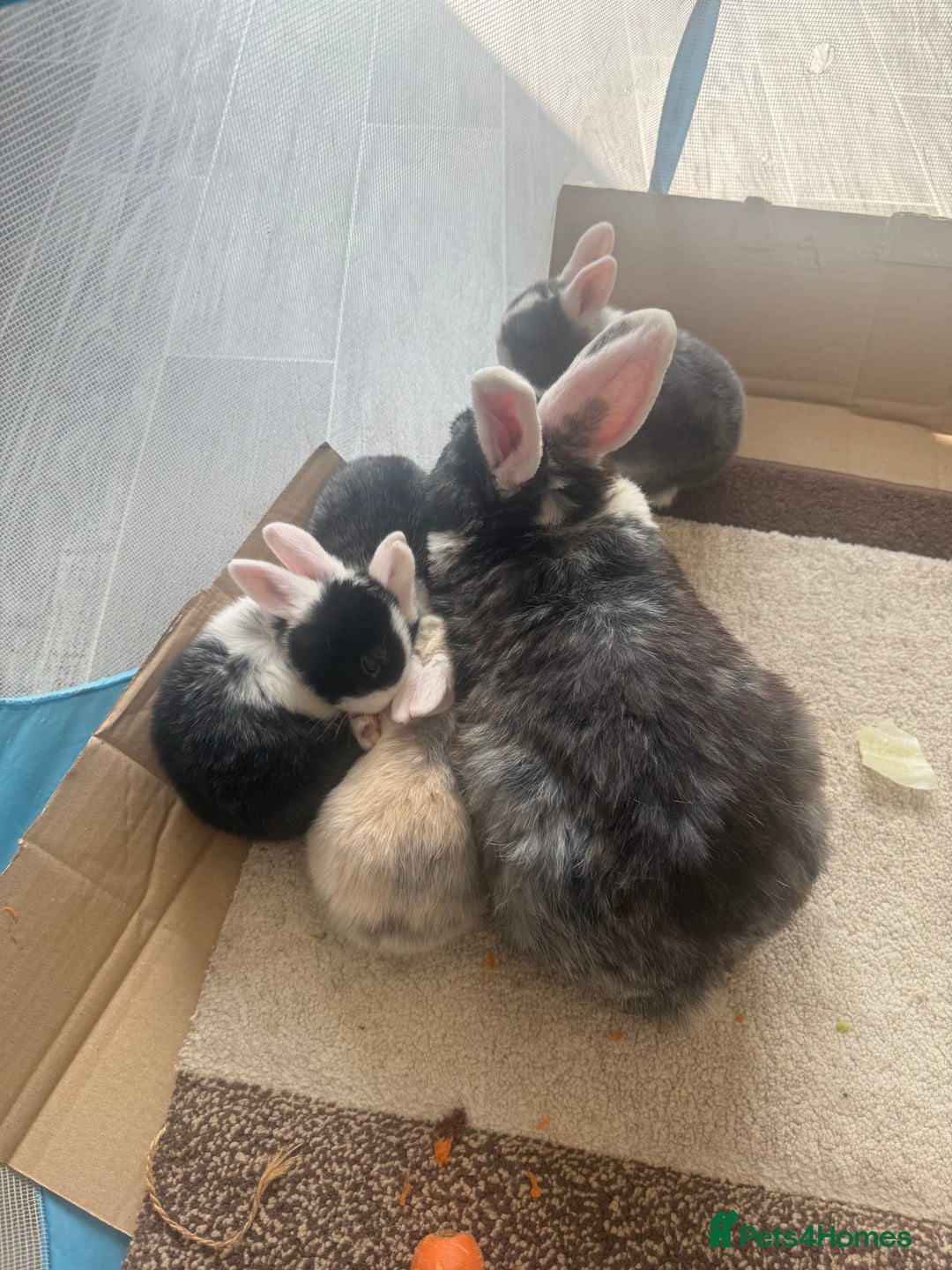 Mixed Breed rabbits for sale: Mixed breed - Image 6