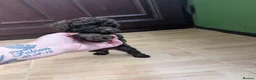 Toy Poodle dogs for sale: For sale Toy poodle puppies  - Advert 4