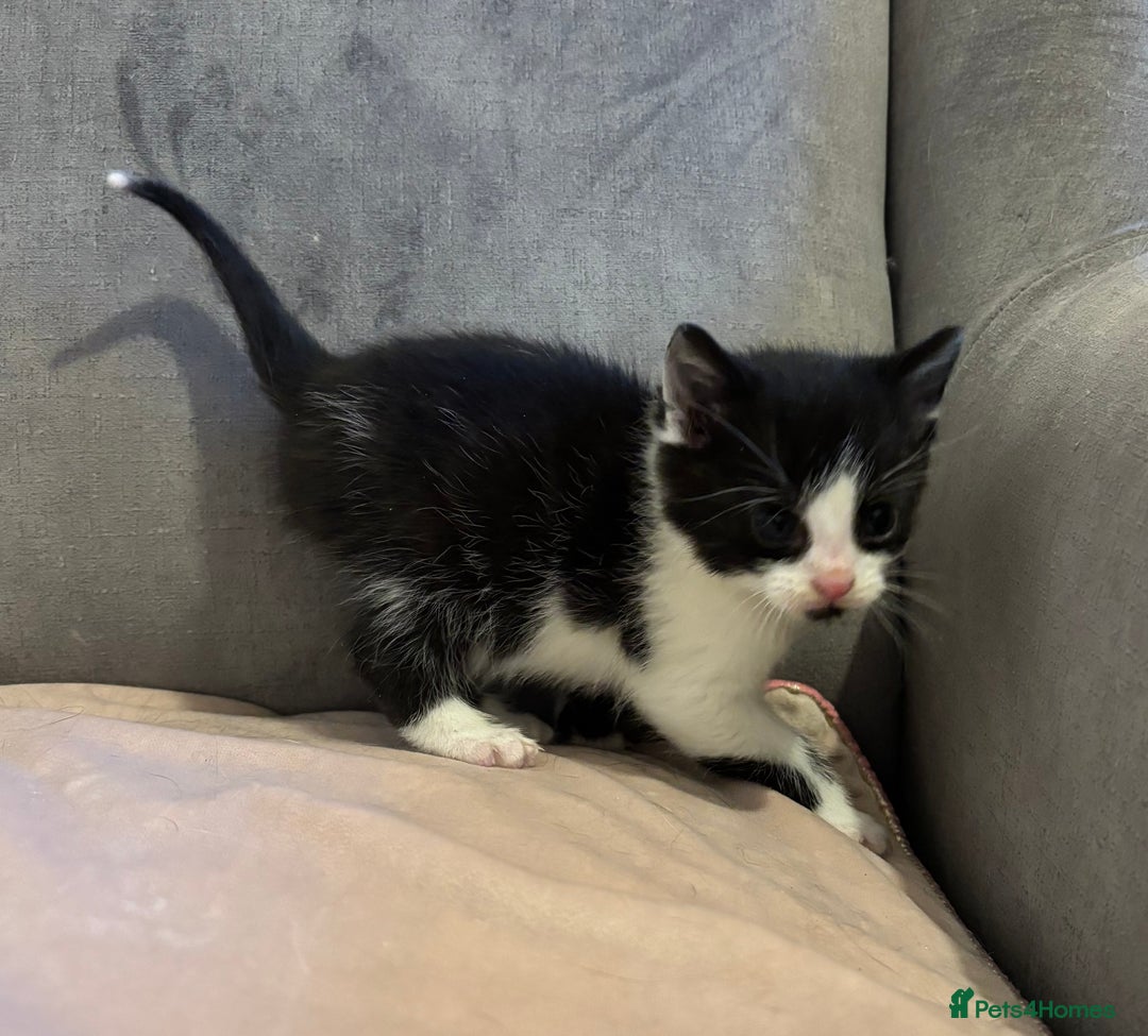 Mixed Breed cats for sale: Kittens stunning Mainecoon cross babies 🐈❤️ - Advert 12