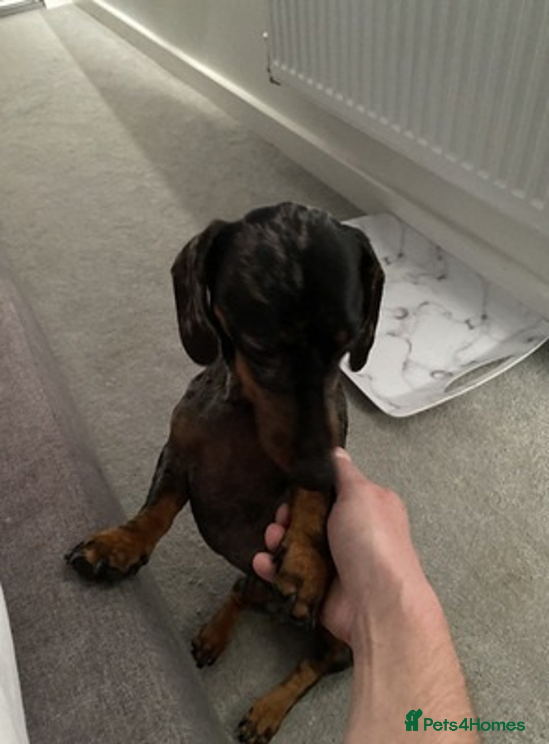 Miniature Dachshund dogs for sale: Brave miniature Dachshund - Advert 2