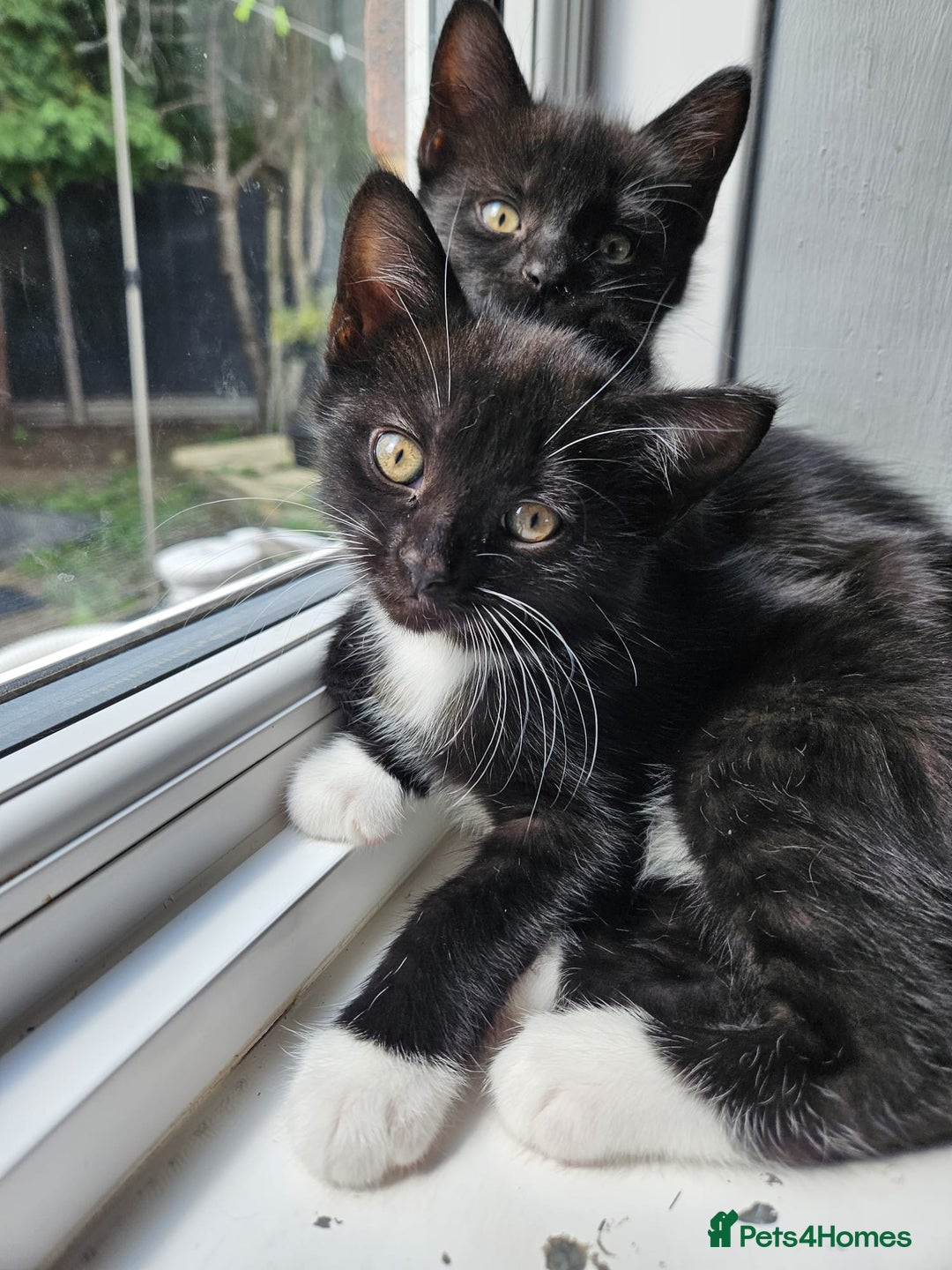 British Shorthair cats for sale: 4 beautiful kittens for sale  - Image 11
