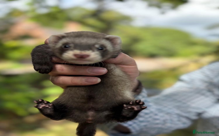 Ferret rodents - Advert 1