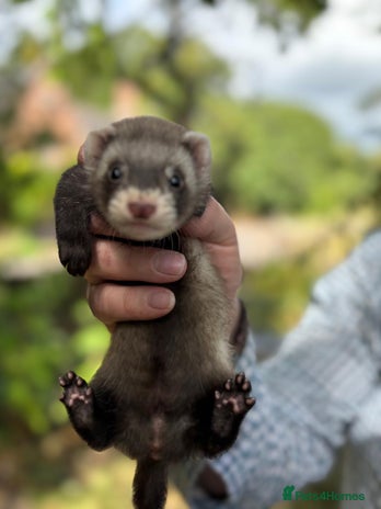 Ferret rodents - Advert 3