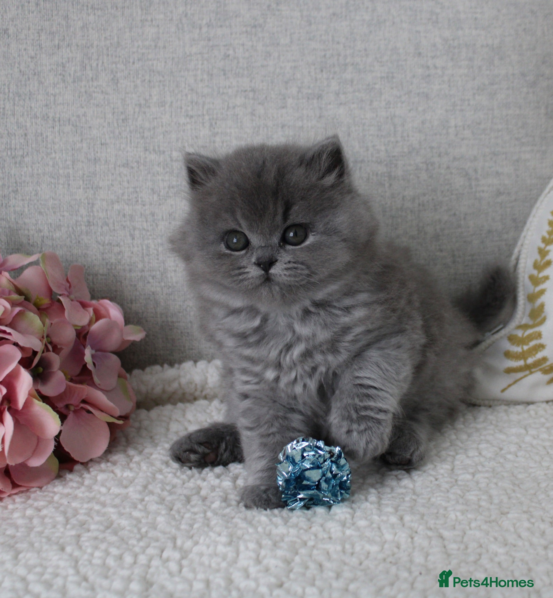 British Shorthair cats  British Shorthair & Longhair Kitten (Fawn & Blue) - Advert 7