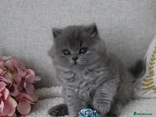 British Shorthair cats British Shorthair & Longhair Kitten (Fawn & Blue) - Advert 7