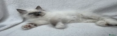 Ragdoll 8