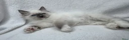Ragdoll cats for sale: Pure Ragdoll Kitties available ✨ - Advert 16