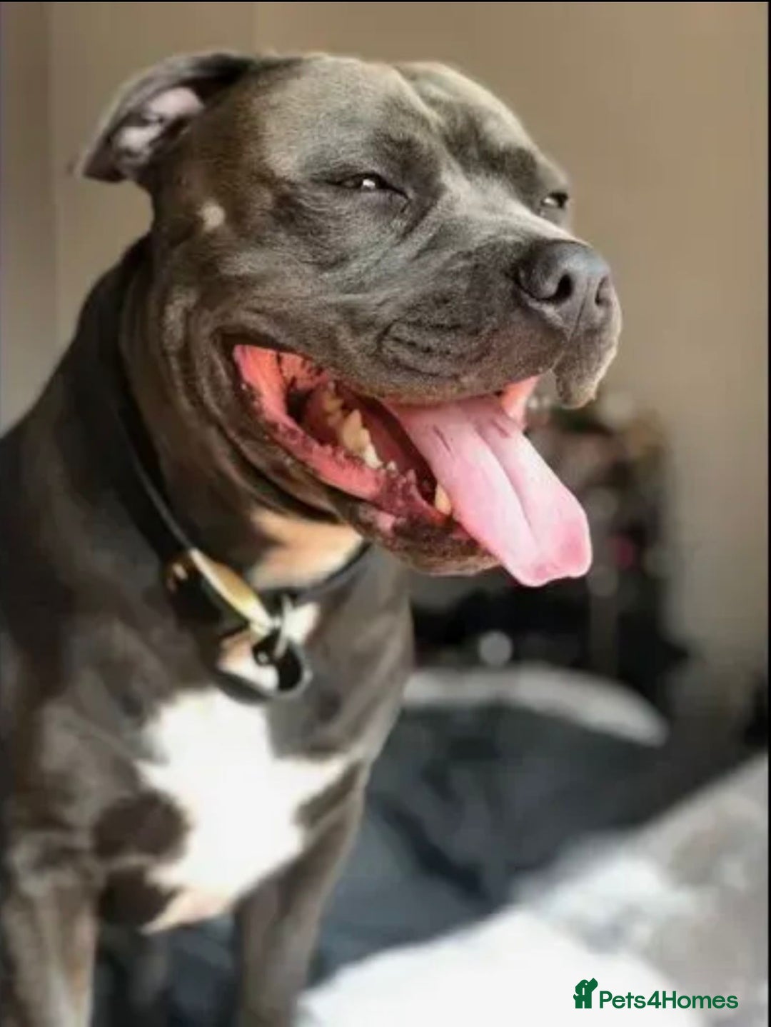 Staffordshire Bull Terrier dogs for sale:  Staffy Puppies 🐶  - Image 14