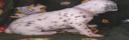 Mixed Breed dogs for sale: Dalmatian x Labrador puppies in Grimsby - Advert 8