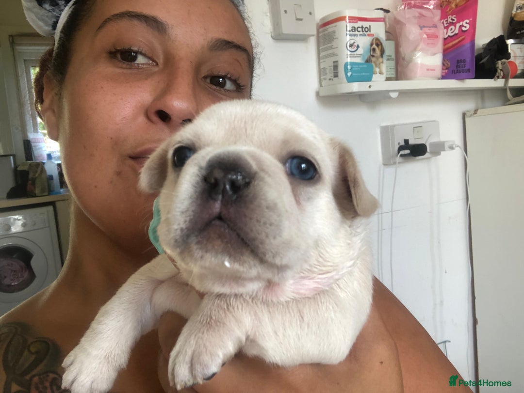 French Bulldog dogs for sale: French bulldog puppies in Manchester - Image 15