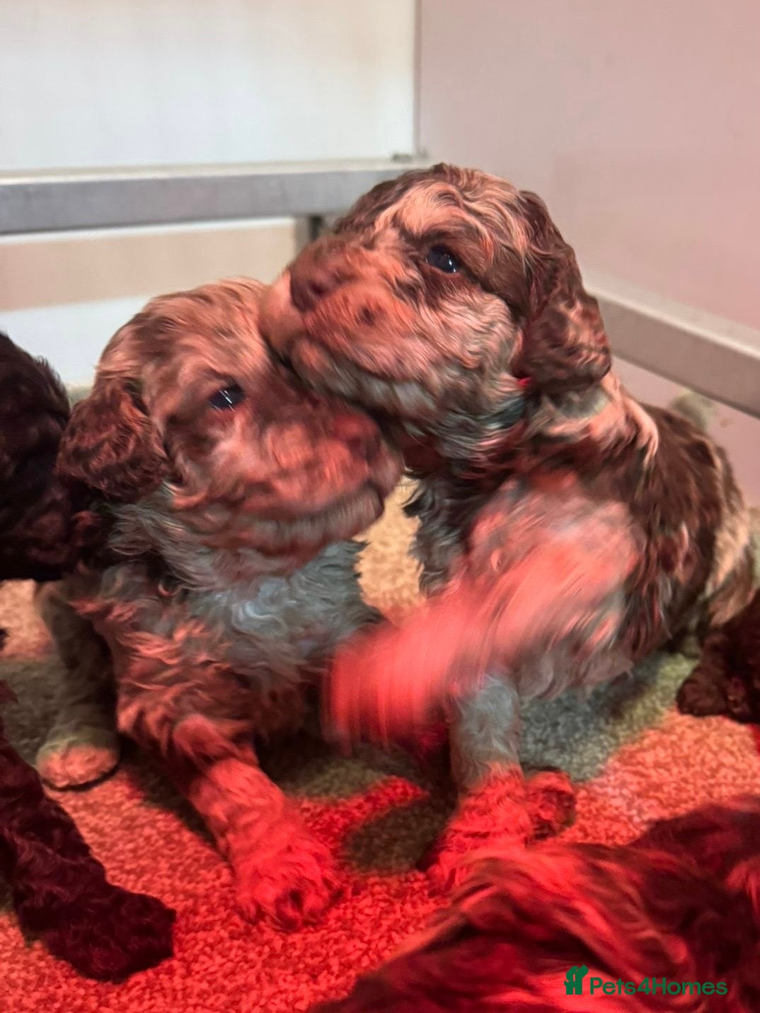 Cockapoo dogs Stunning F1bb toy cockerpoo puppies - Advert 1