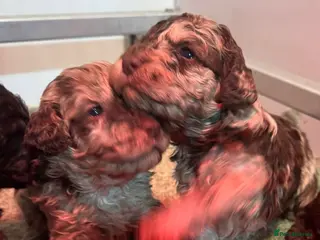 Cockapoo dogs Stunning F1bb toy cockerpoo puppies - Advert 1