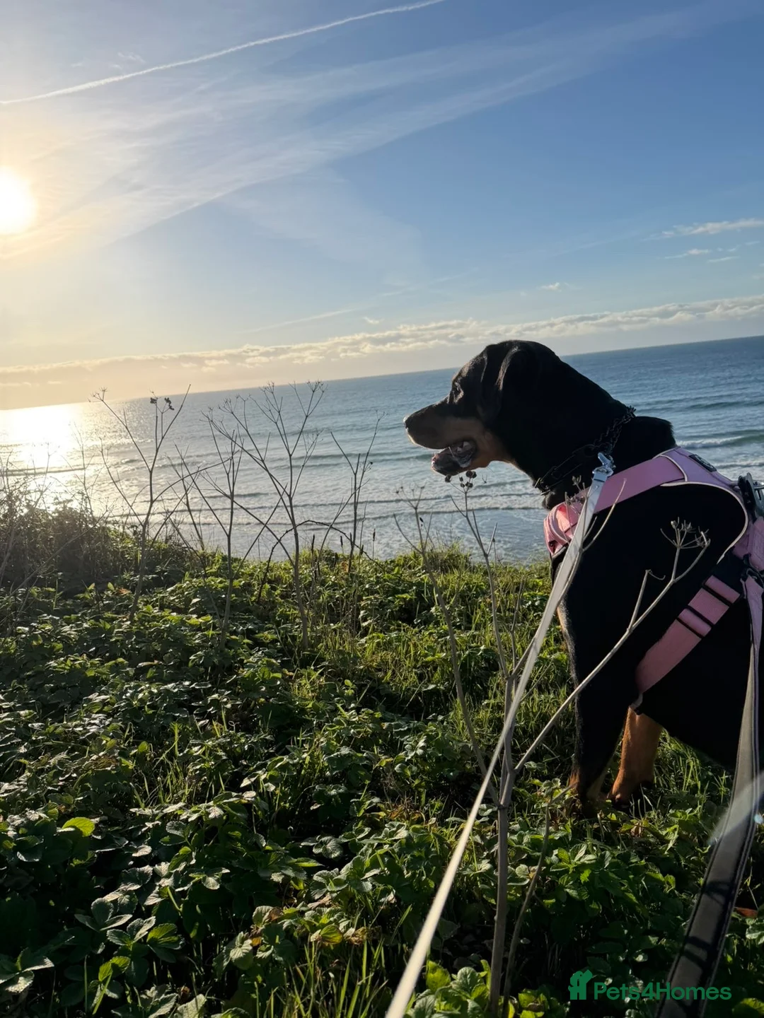 Dobermann dogs for sale: EXCEPTIONAL DOBERMAN PUPPIES   - Advert 2