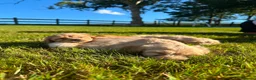 Cockapoo dogs for sale: 5 Gorgeous Cockapoo puppies for sale - Advert 4