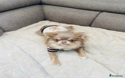 Chihuahua dogs for stud: Adorable long coat Chihuahua with 4 generations ❤️ in Dorchester - Image 4