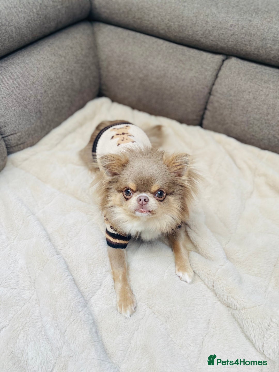 Chihuahua dogs for stud: Adorable long coat Chihuahua with 4 generations ❤️ in Dorchester - Image 4