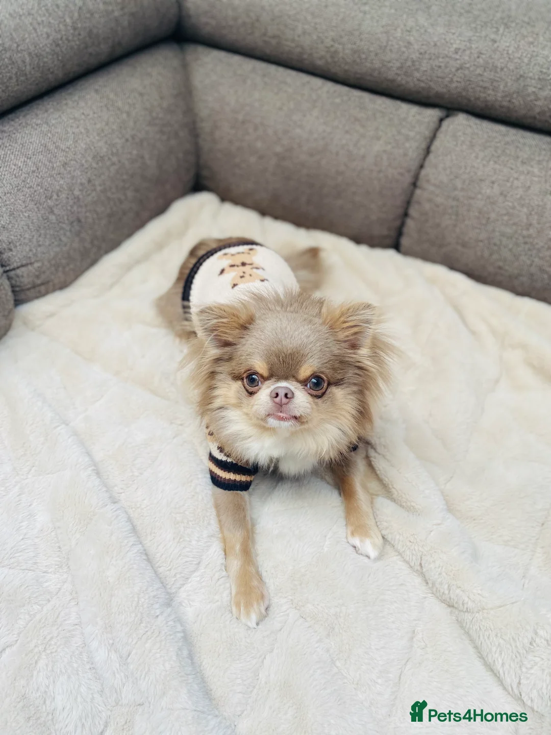 Chihuahua dogs for stud: Adorable long coat Chihuahua with 4 generations ❤️ in Dorchester - Advert 4