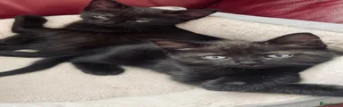 Mixed Breed 2