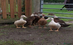 Ducks poultry for sale: Ducklings - Image 1