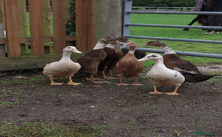Ducks poultry - Advert 2