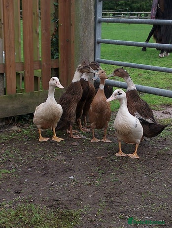 Ducks poultry - Advert 6