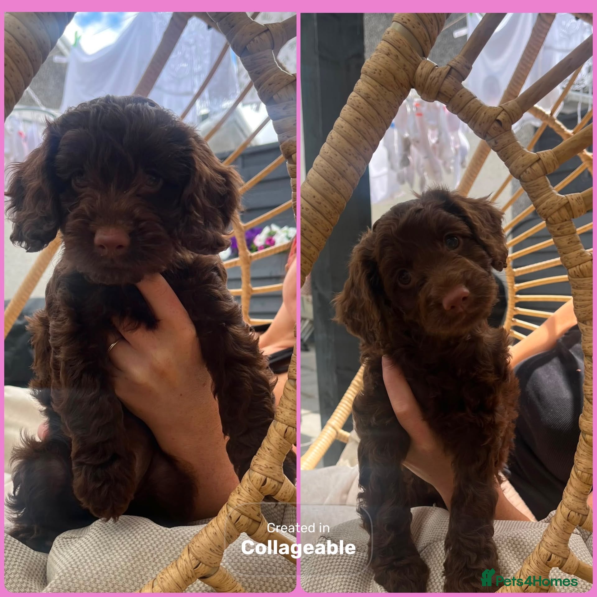 Cockapoo dogs  READY NOW. Chocolate cockapoo pups  - Advert 1