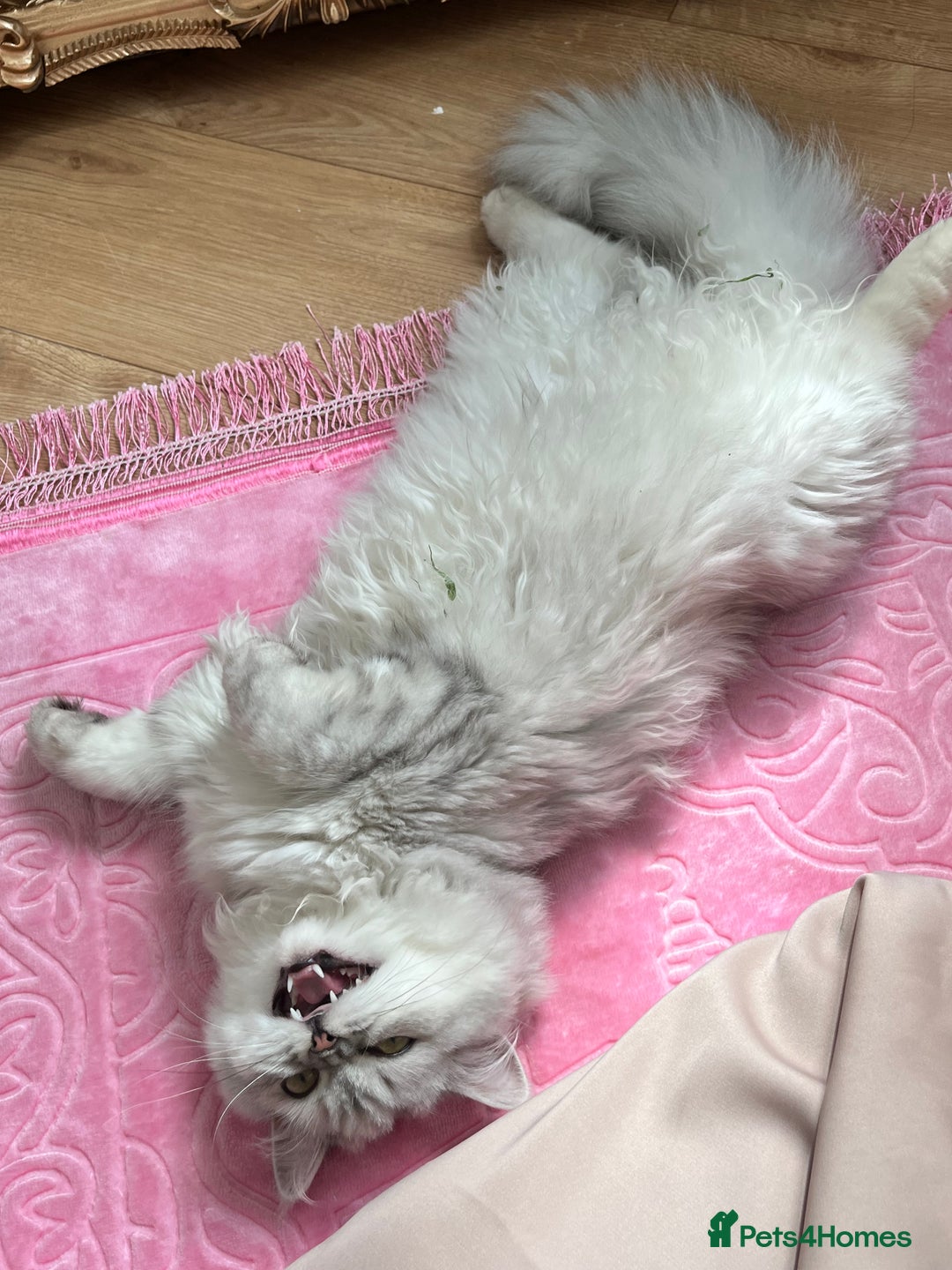 Persian cats for sale: Silver tipped white Persian female 3 years old - Advert 3