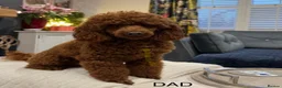 Cavapoo dogs for sale: Cavapoo F1B Beautiful puppies Due 20th June  - Advert 15