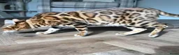 Bengal cats for sale: Silver tica registered bengals - Advert 6