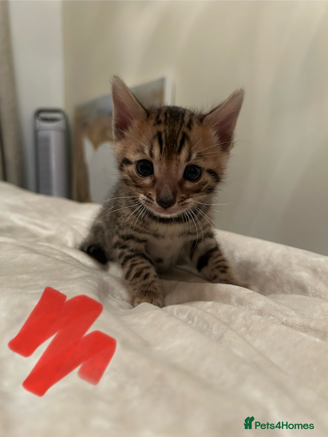 Bengal cats for sale: ❤️ Stunning Bengal Kittens for Reservation ❤️ - Advert 2