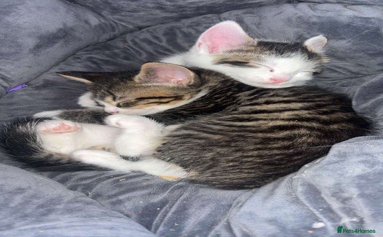 Mixed Breed cats - Advert 2